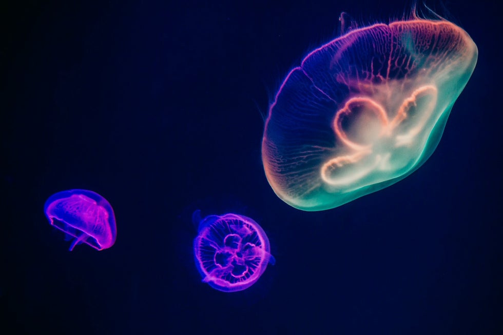 Jelly fish - image by Irina Irisa on unsplash.com