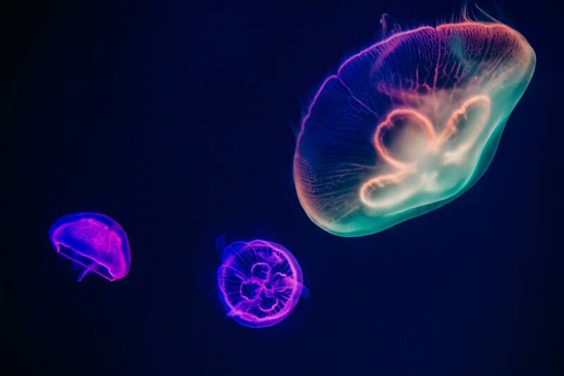 Jelly fish - image by Irina Irisa on unsplash