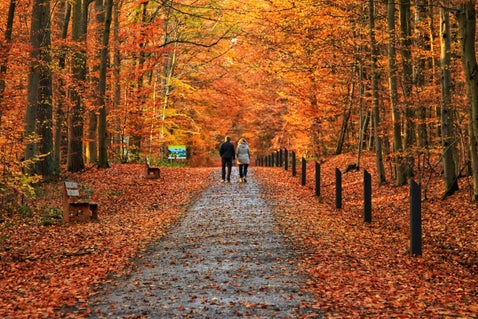 Couple walking through autumn leaves on a forest pathway - image by Niko Lewman on Unsplash.com