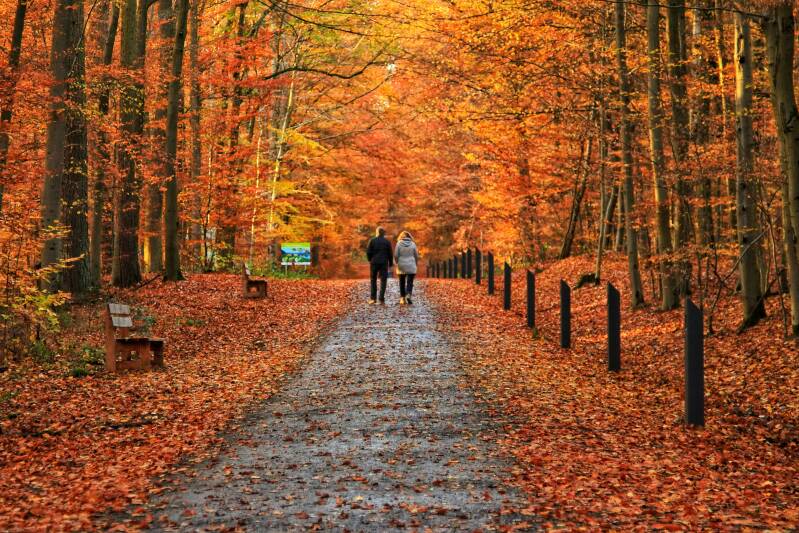 Couple walking through autumn leaves on a forest pathway - image by  Niko Lewman on Unsplash.com