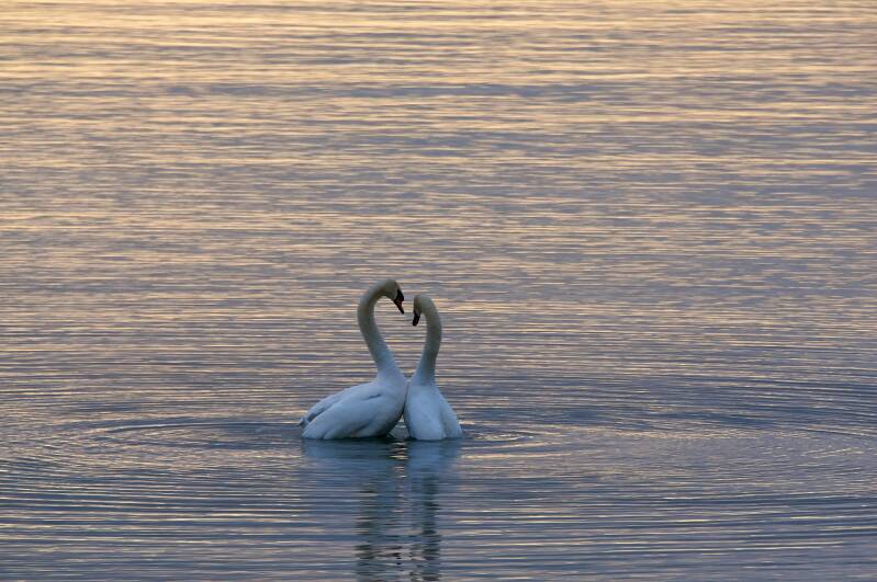 two swans forming heart shape with their necks, image by Wolfgang Hasselmann on unsplash.com