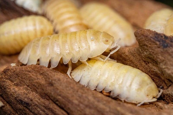 Armadilidum Albino 12 Stk