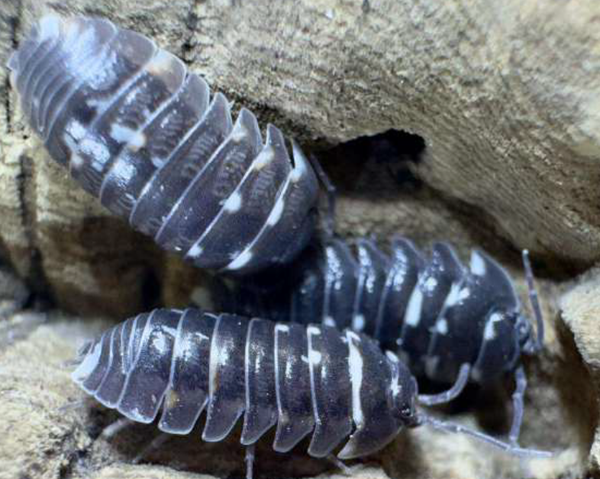 Armadilidum Corcyraeum 12 Stk