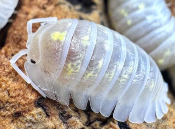 Armadilidum Deppressum Magic Potion 12 Stk