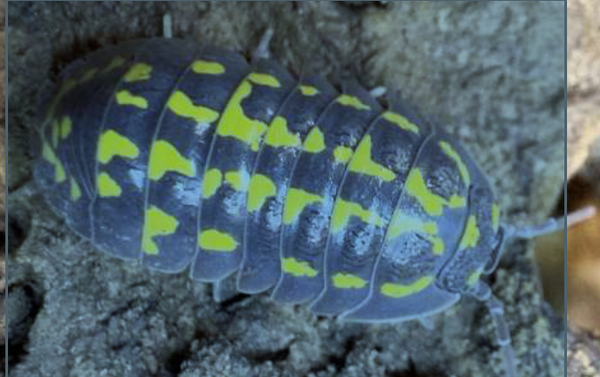 Armadilidum Gestroi 12 Stk