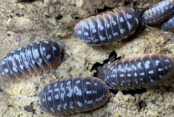 Armadilidum Klugi / Slano 12 Stk