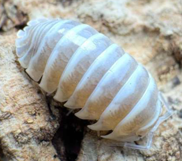 Armadilidum Maculatum Chocholate 12 Stk