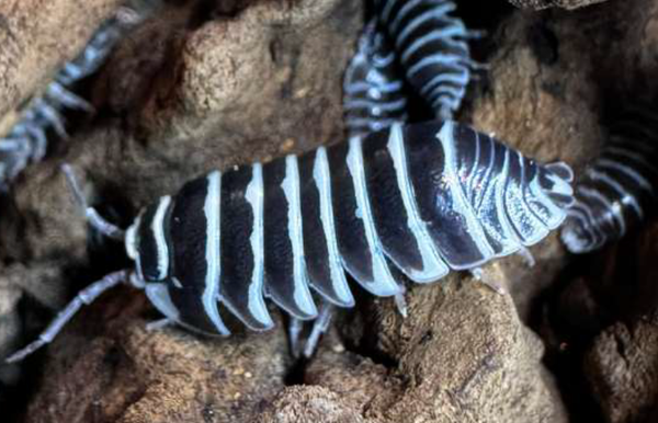 Armadilidum Maculatum Zebra 12 Stk