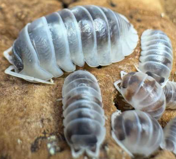Armadilidum Nasutum Dalamantian 12 Stk