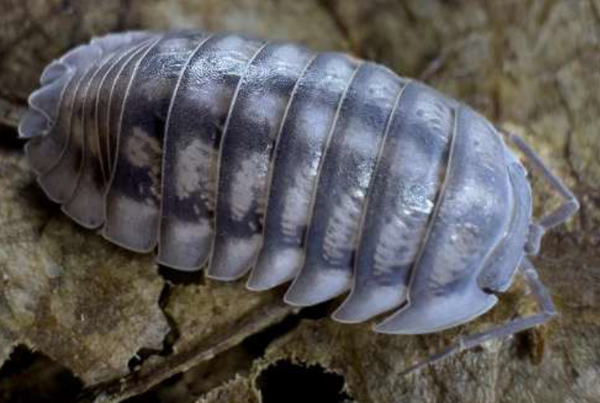 Armadilidum Nasutum 12 Stk