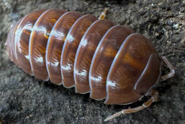 Armadilidum Vulgare Red 12 Stk