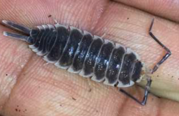 Porcellio Hoffmannsegi 12 Stk