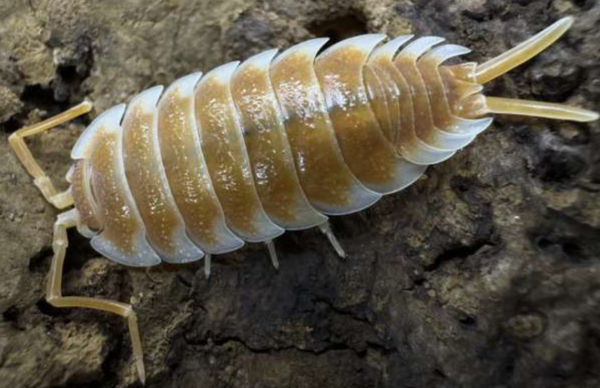 Porcellio Hoffmannsegi Orange 12 Stk