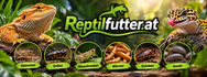 Reptilfutter