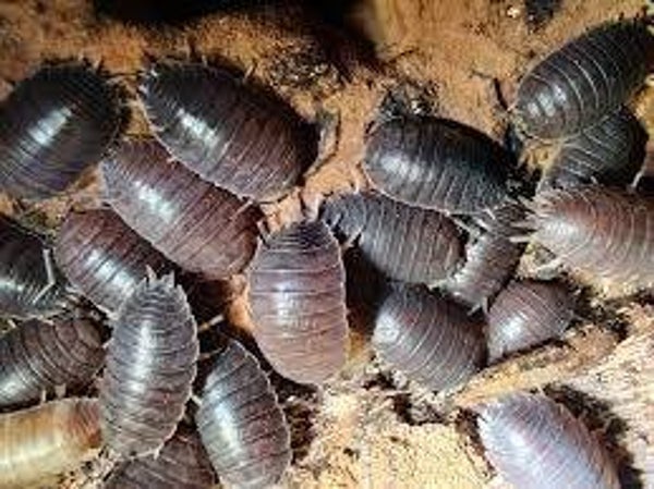 Porcellio Laevis Black 12 Stk