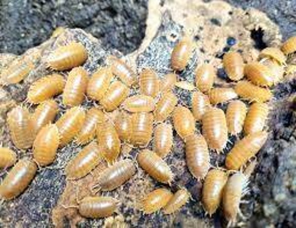 Porcellio Laevis Orange 12 Stk