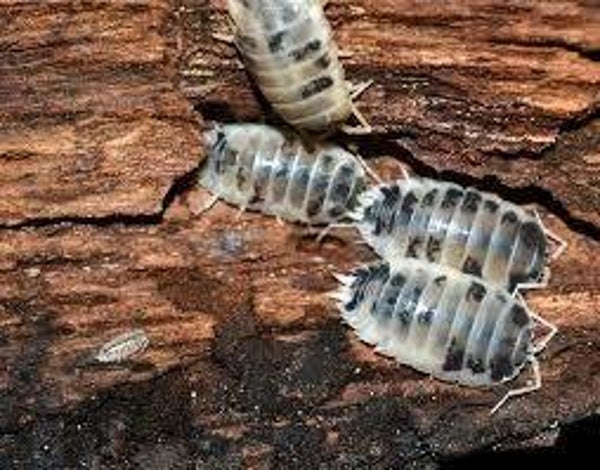 Porcellio Laevis Panda 12 Stk