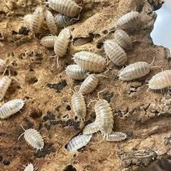 Porcellio Laevis White 12 Stk