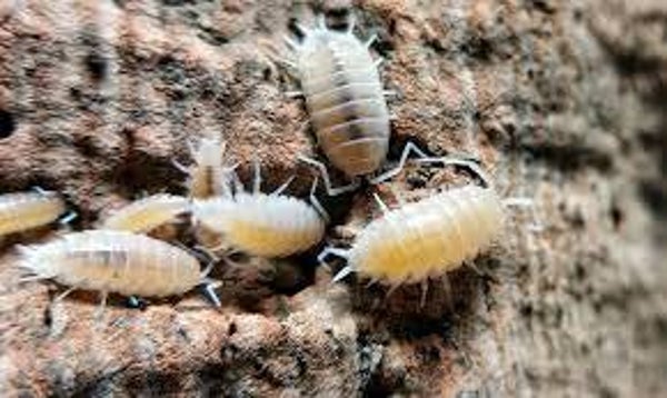 Porcellionides Pruinosus Lemon 12 Stk