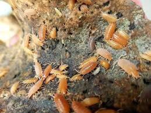 Porcellionides Pruinosus Orange 12 Stk