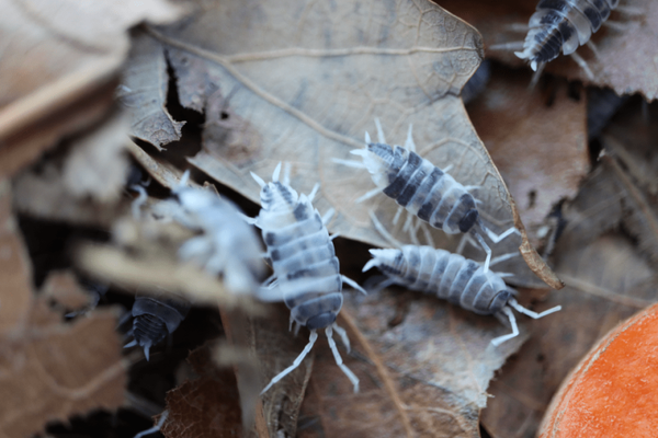 Porcellionides Pruinosus Oreo 12 Stk