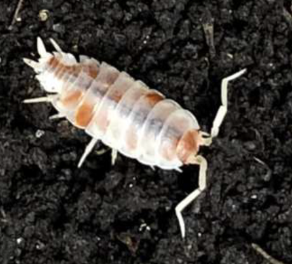 Porcellionides Pruinosus Orange Dalamantin 12 Stk