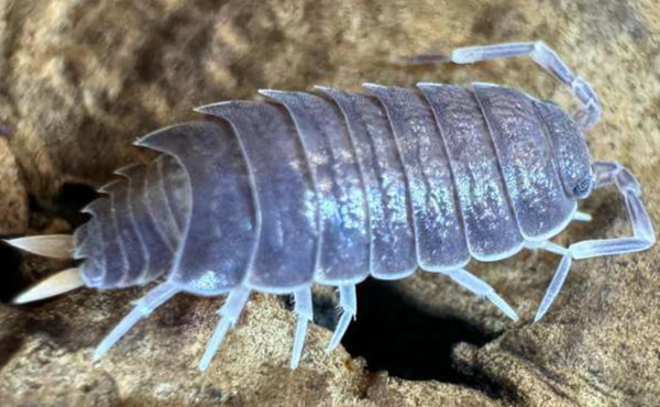Porcellionides Pruinosus 12 Stk