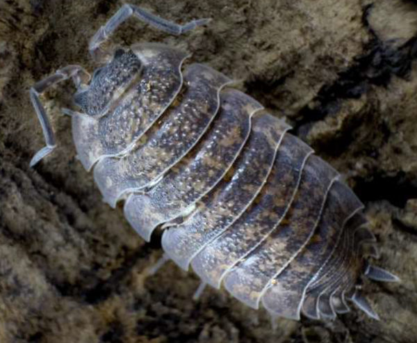 Porcellio Scaber Calico 12 Stk
