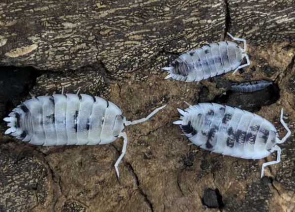 Porcellio Scaber Dalmantin 12 Stk