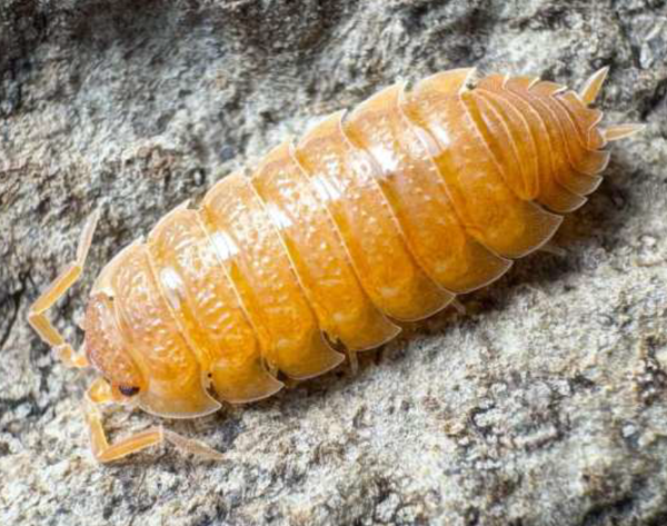 Porcellio Scaber Orange 12 Stk