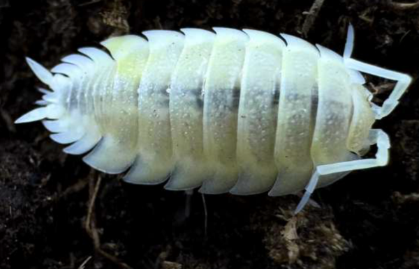 Porcellio Scaber White Out 12 Stk