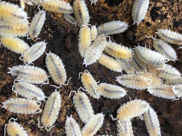 Porcellio Scaber White 12 Stk