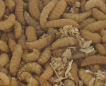 Bienenmaden Dose 40 Stk
