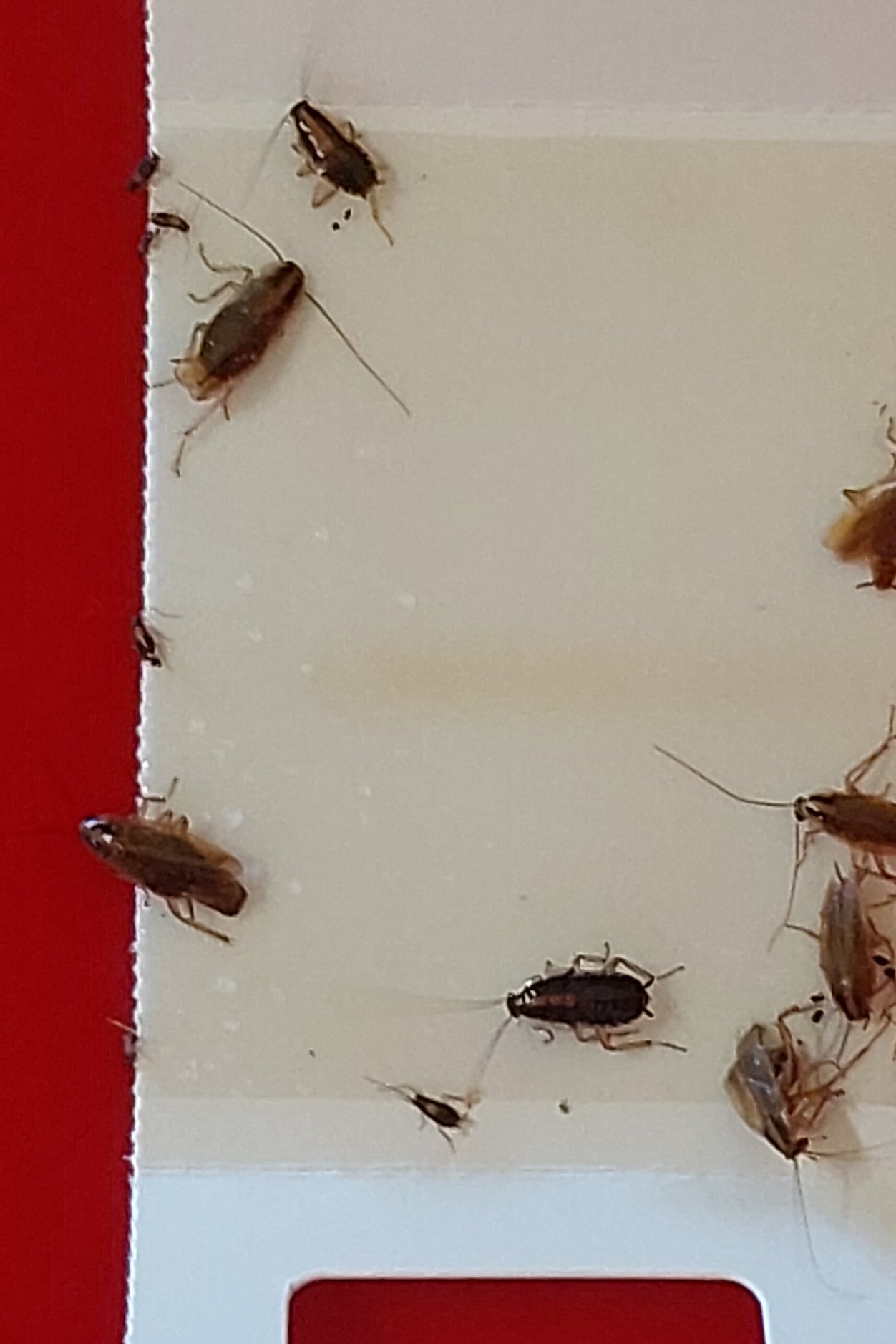 Billy's Pest Control cockroach treatment at a North Shore property