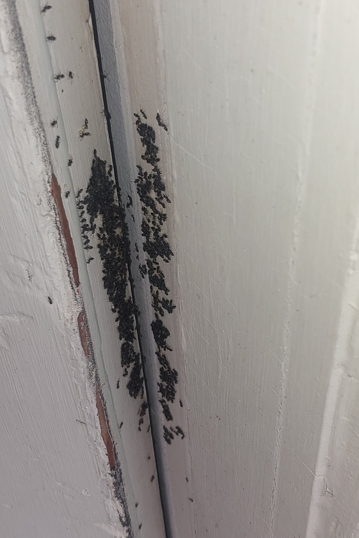 Billy's Pest Control carrying out ant treatment at a North Shore property