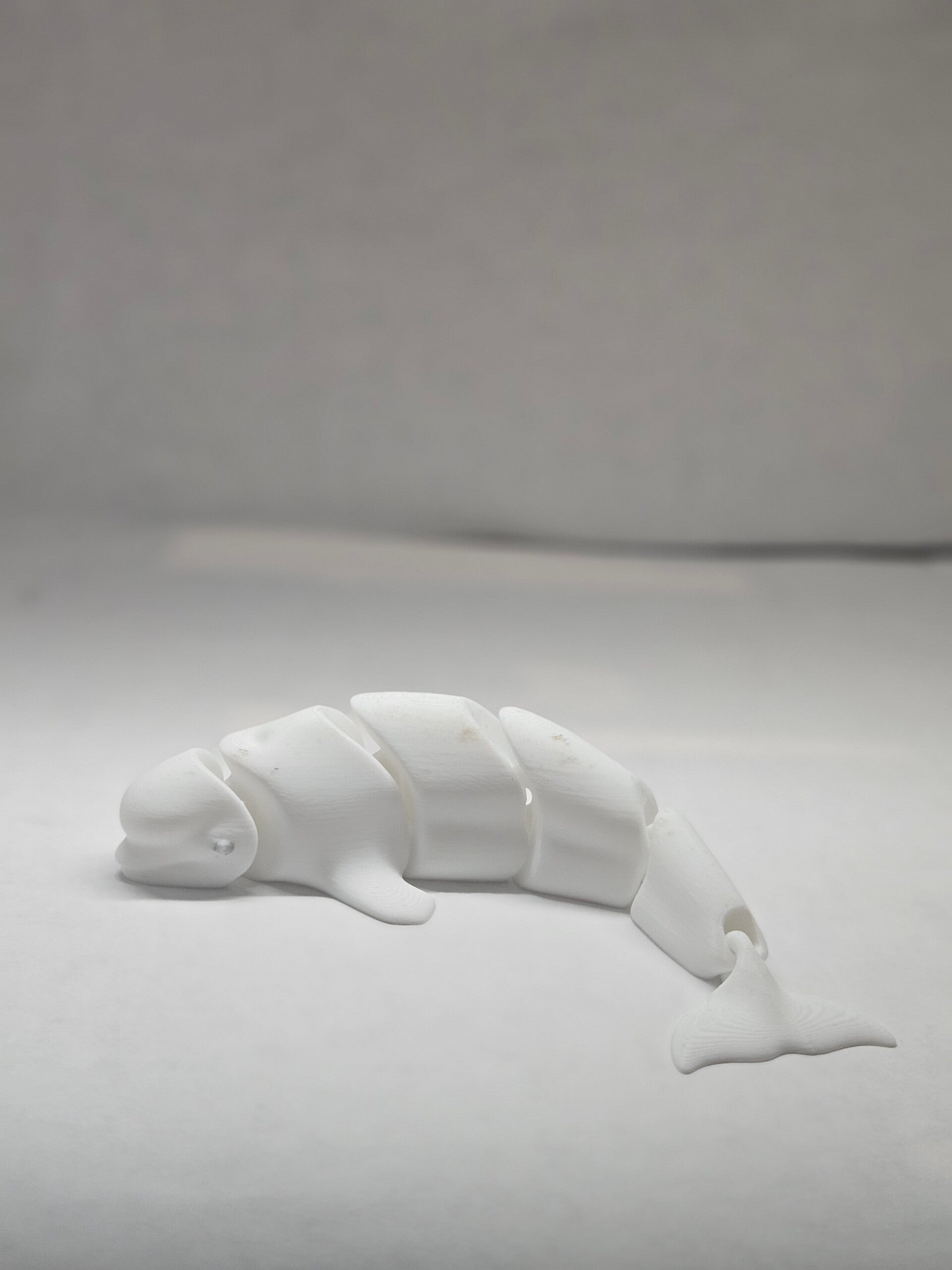 Beluga Whale