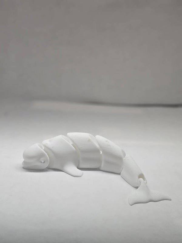 Beluga Whale