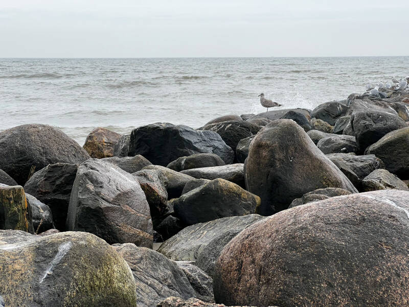 Möve auf Felsen am Strand