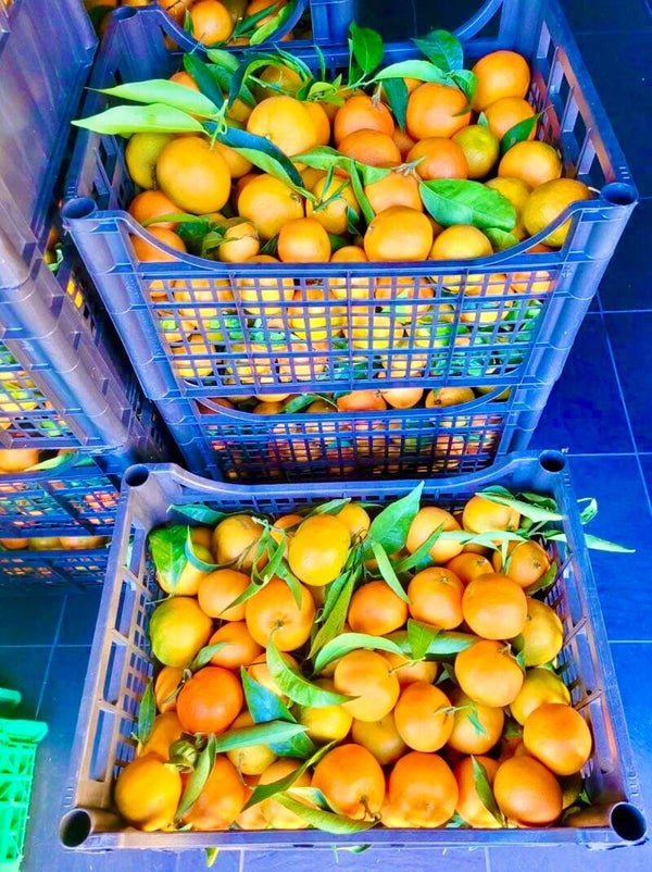 CLEMENTINE (Calabria) by Ale & Vale