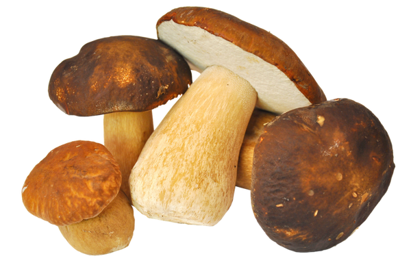 FUNGHI PORCINI - BOLETS by Gierre Service Food