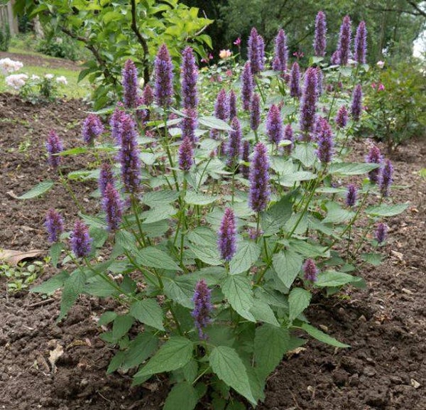 Agastache anisé en cours de production