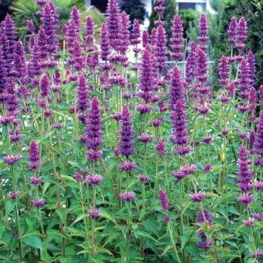 Agastache rugosa en cours de production