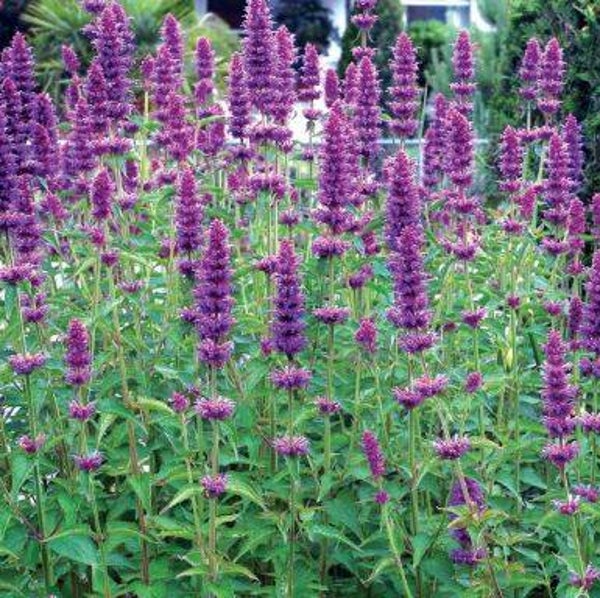 Agastache rugosa en cours de production