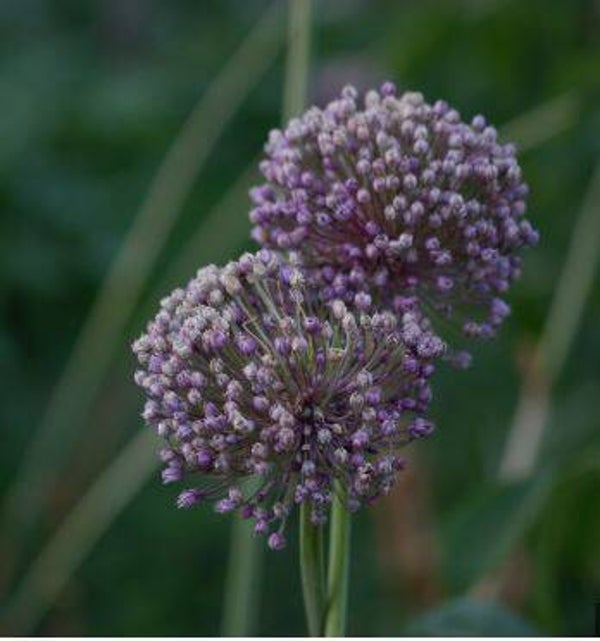 Ail éléphant en cours de production
