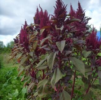 Amarante rouge