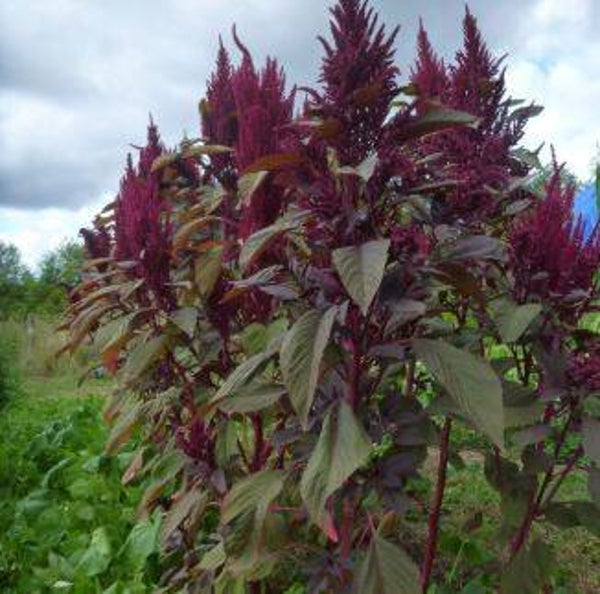 Amarante rouge