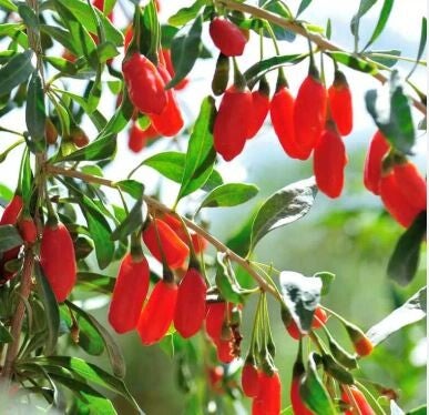 Baies de goji