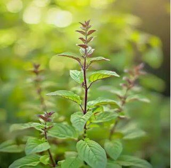 Basilic sacré ou tulsi en cours de production