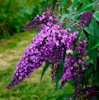 Buddleia violet en cours de production