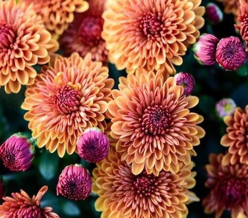 Chrysanthème en cours de production
